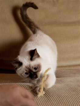 Длинный золотистый колосок-дразнилка для кошек из натурального льна