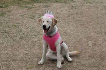 Шлейка-жилет для собак PUPPIA Soft Vest розовая