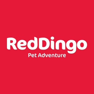 RED DINGO